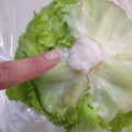 miru姉さん's cooksnap of when they made これで長持ち♪レタスの保存方法.