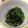 茎ちゃん's cooksnap of when they made 塩昆布とごま油でピーマンの簡単ナムル.