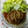 とリコ's cooksnap of when they made 和風きのこあんソース＠ハンバーグ.