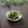 まろんかふぇ's cooksnap of when they made 菜の花とカニカマのからし酢味噌和え♪.