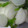りなこっこ's cooksnap of when they made 簡単！『蕪の即席漬け』.
