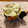 ブランディ's cooksnap of when they made ヨーグルトで★さつまいもとりんごのサラダ.