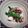 ごーあい's cooksnap of when they made ピリ辛タコネギ炒め.