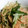 羽尼うに's cooksnap of when they made ★水菜とえのきの生姜煮★.