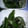 ちかぽん０８０３'s cooksnap of when they made ☆きゅうりのにんにくゆかり炒め☆.