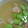 チャン神's cooksnap of when they made 残り物10番勝負！冬瓜餡・冷製茶碗蒸し.