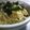 おぎっちママ's cooksnap of when they made 青じそ風味の明太子パスタ.