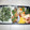 yama_miu's cooksnap of when they made うちのかれいの煮付け.