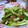 こまきてぃ's cooksnap of when they made きゅうりととろろ昆布の梅ぽん酢和え.