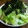 chippu's cooksnap of when they made レタスと海苔の簡単サラダ.