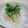 chocotama's cooksnap of when they made 大根の梅和え.