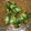 matchbox's cooksnap of when they made きゅうりとザーサイの中華酢あえ.