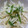 いずみるく's cooksnap of when they made 大根とほたてのサラダ.