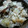 ダビデ's cooksnap of when they made 簡単！好評！さつまいもごはん♪.