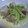 小さいトトロ's cooksnap of when they made 白菜と根菜で、とろとろ和風ｸﾘｰﾑ煮♪.