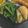 umemodoki's cooksnap of when they made ベビーホタテ丼.