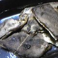くろわさび's cooksnap of when they made ガリガリッ！！たまごボーロ煎餅？？.