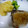 ゆら姉's cooksnap of when they made サクッとふわっと☆ブリのマスタード焼き.