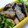 まきといん's cooksnap of when they made ☆厚揚げとなすのごまだれかけ☆.