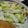 はちみつホットケーキ's cooksnap of when they made 白菜とりんごのサラダ.