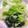 はにぉ's cooksnap of when they made ♪ほうれん草と白菜のお浸し♪.