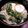 ちこたーん's cooksnap of when they made トロトロかぶと鮭のみぞれうどん.