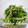 yukiはぴ's cooksnap of when they made 水菜のわさびしょうゆ和え.