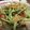 dめぐb's cooksnap of when they made 水菜とベーコンのポン酢炒め.