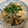 ペンギンinNY's cooksnap of when they made 鶏ササミとしめじの甘酢炒め.