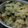 どっころ's cooksnap of when they made 大根葉と干しえびの混ぜご飯.