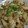 みいこ２０１０'s cooksnap of when they made かぶと豚肉の炒め物.