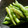 maruru-nn's cooksnap of when they made いんげんの胡麻和え.