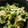 maruru-nn's cooksnap of when they made しらすとﾈｷﾞの炒り卵.