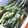 ユーロン's cooksnap of when they made 野沢菜の浅漬け.