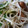 dorariko's cooksnap of when they made 簡単！もやしとニラのウインナー炒め.