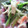 ちゅい★'s cooksnap of when they made お弁当の一品に☆法蓮草と蟹カマのおひたし.