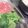 shouko's cooksnap of when they made ❀ほうれん草しゃぶしゃぶ❀.