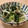 ねみねみ's cooksnap of when they made ほうれん草ともやしの塩昆布ナムル.