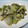 rieyone's cooksnap of when they made 白菜と塩昆布の蒸し煮.