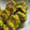 atsuvega's cooksnap of when they made はずれかぼちゃのお焼き.