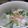 きぃちゃん☆'s cooksnap of when they made 半熟がおいしー♪鮭と小松菜の味噌雑炊.