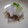 せつみか's cooksnap of when they made さっぱり♪しらすのおろし和え.