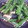 TTkichen's cooksnap of when they made しし唐とえのき茸の炒め海苔和え.