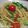 かんざきあつこ's cooksnap of when they made ルッコラとトマトのクイックスパ！.