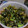 maasan8's cooksnap of when they made 大根の葉の炒め煮.