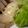 monchanママ's cooksnap of when they made 子供が喜ぶマグロステーキ★ごまマヨで.