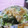 えみんちゅ＊'s cooksnap of when they made ☆生姜醤油で!!オクラとおじゃこ合え☆彡.