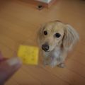 ayumisora's cooksnap of when they made 犬用クッキー.