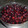 ひれまま's cooksnap of when they made 黒豆の煮豆.