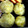 あひる511's cooksnap of when they made ルクエで簡単栗きんとん.